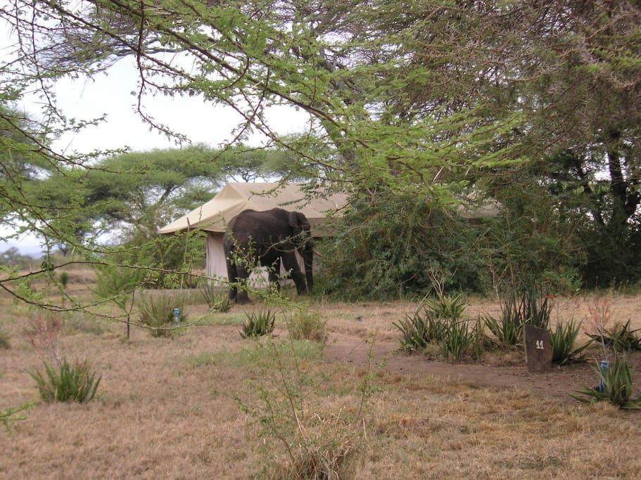 Mapito Tented Camp Serengeti Esterno foto